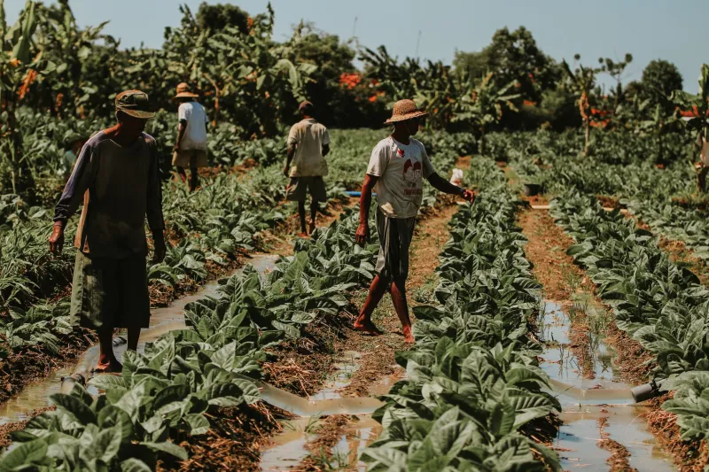 Unidos pelo Campo: Como as Cooperativas Agropecuárias Estão Convertendo Regiões Esquecidas em Novos Polos do Agronegócio Nacional